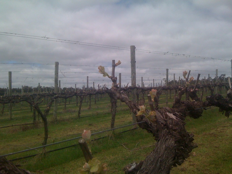 Exceptional Vineyard and Olive Grove 8