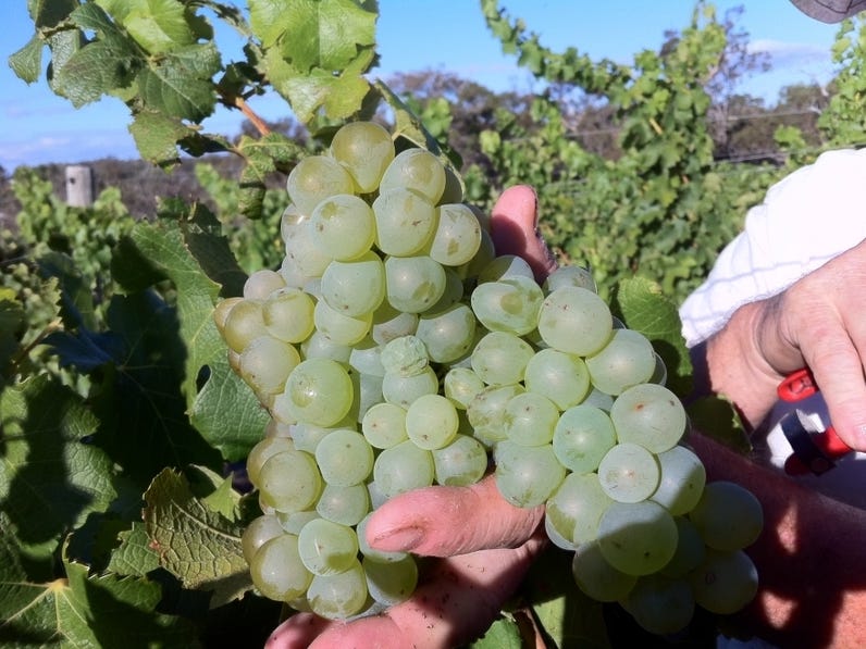 Exceptional Vineyard and Olive Grove 9