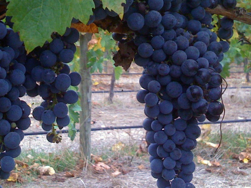 Exceptional Vineyard and Olive Grove 10