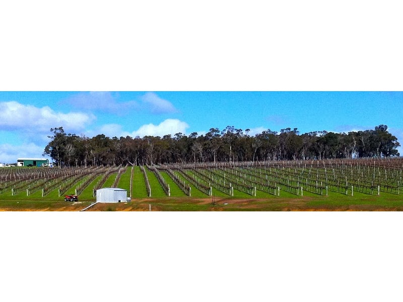 Exceptional Vineyard and Olive Grove 12