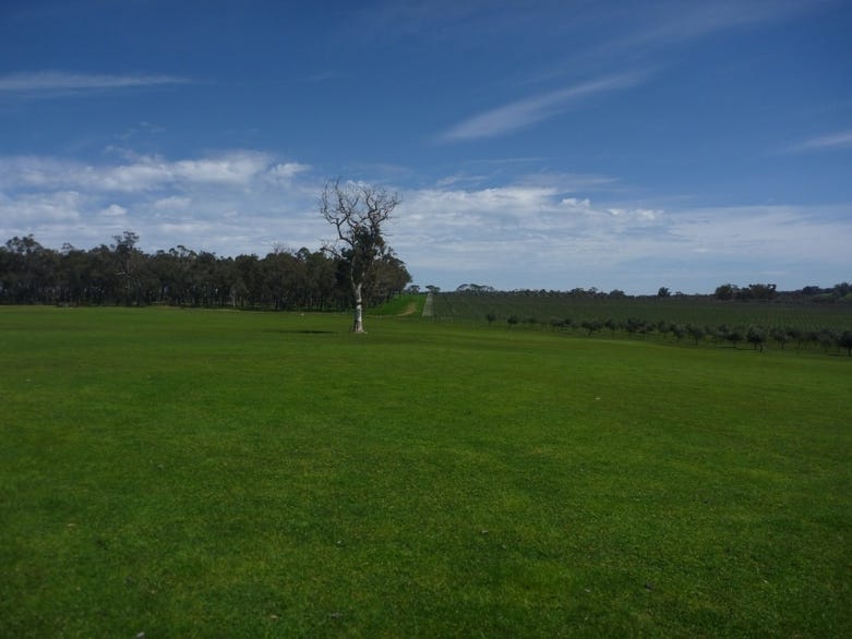 Exceptional Vineyard and Olive Grove 14