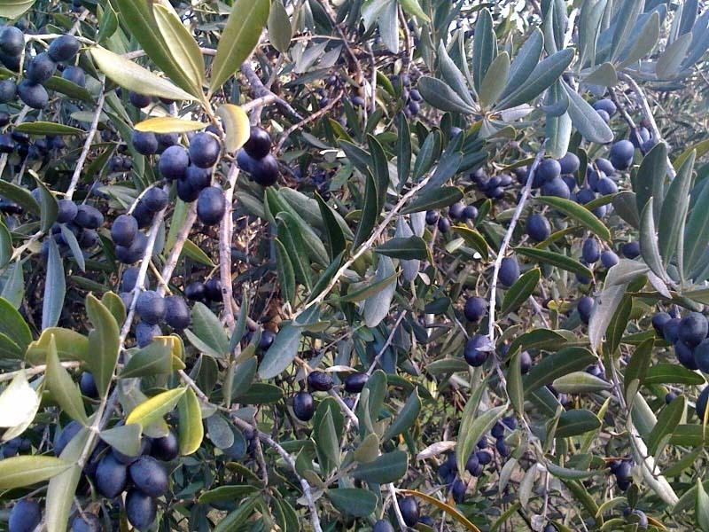Exceptional Vineyard and Olive Grove 15
