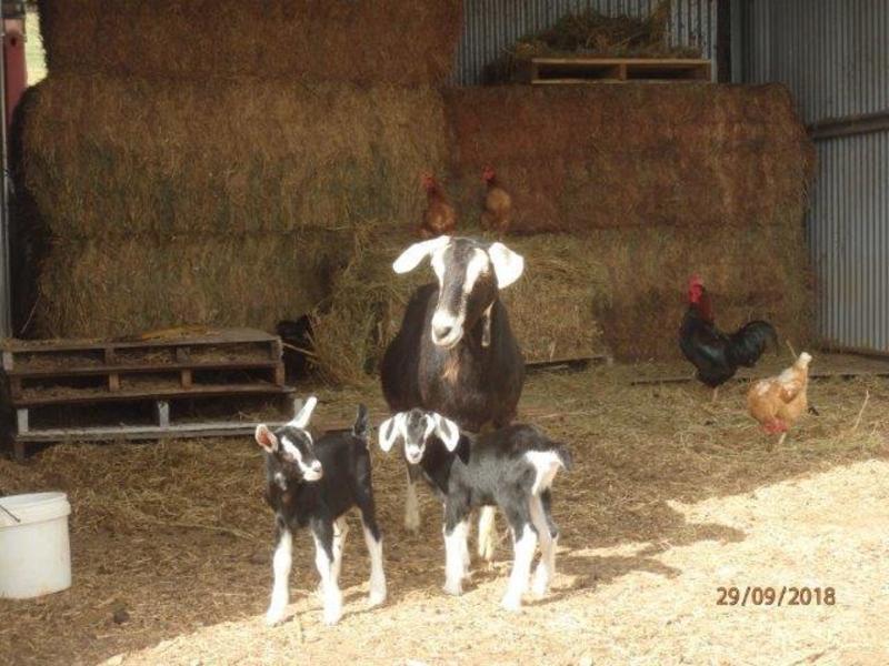 **SOLD**  WATER, Farming, Cheese 4