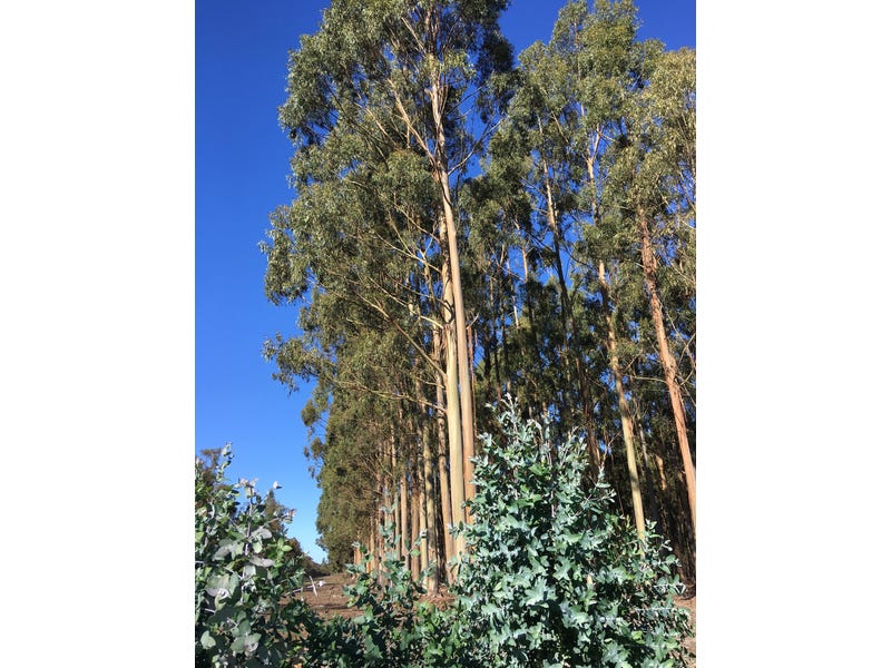 Blue Gum Forestry Farm near Albany WA