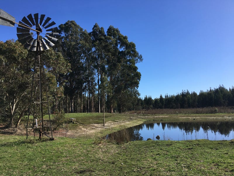 Blue Gum Forestry Farm near 2