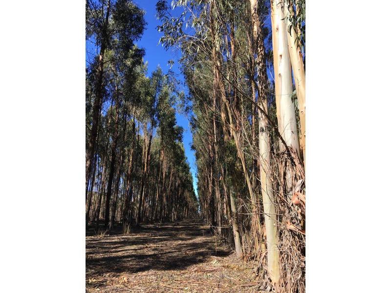 Blue Gum Forestry Farm near 4