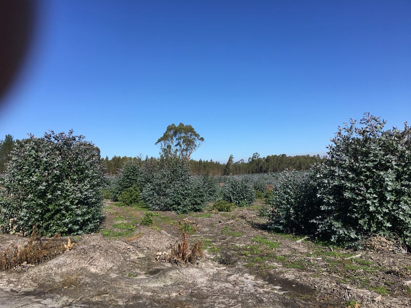 Blue Gum Forestry Farm near 5