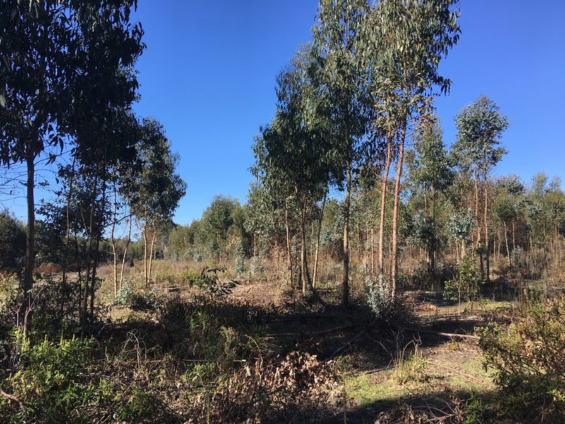 Blue Gum Forestry Farm near 8