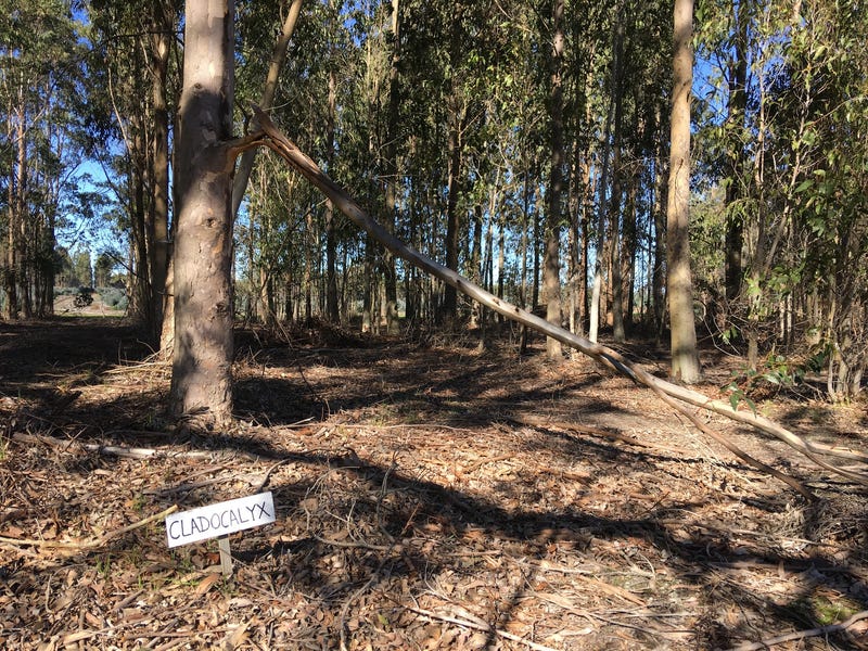 Blue Gum Forestry Farm near 9