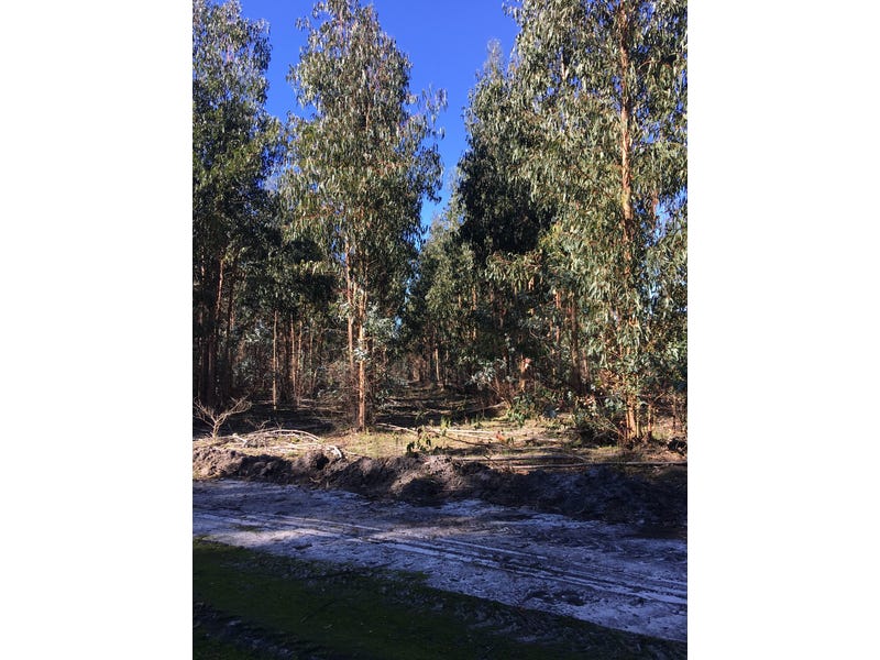 Blue Gum Forestry Farm near 10