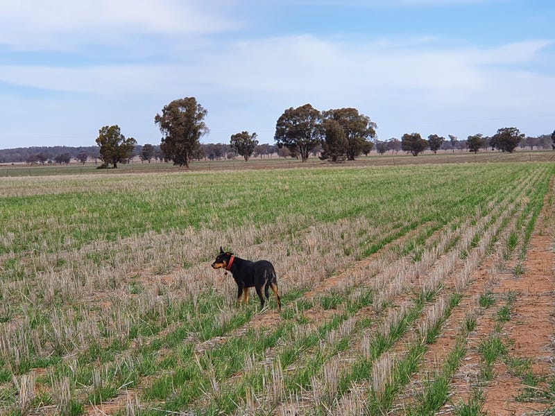 495 acre mixed farming block 6