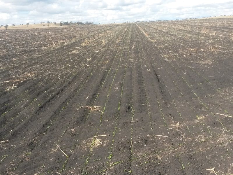 Cropping and Grazing 4