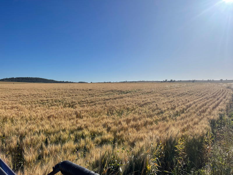 Cropping and Grazing 6