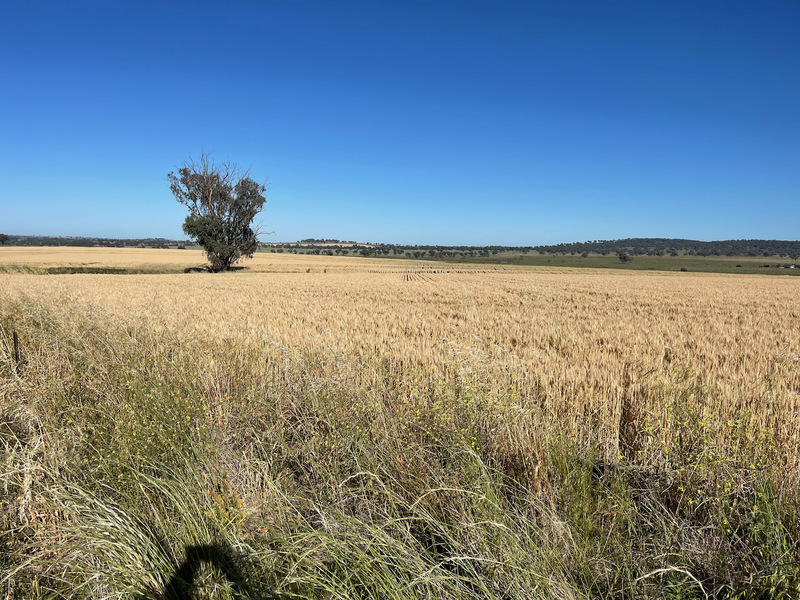 Cropping and Grazing 7
