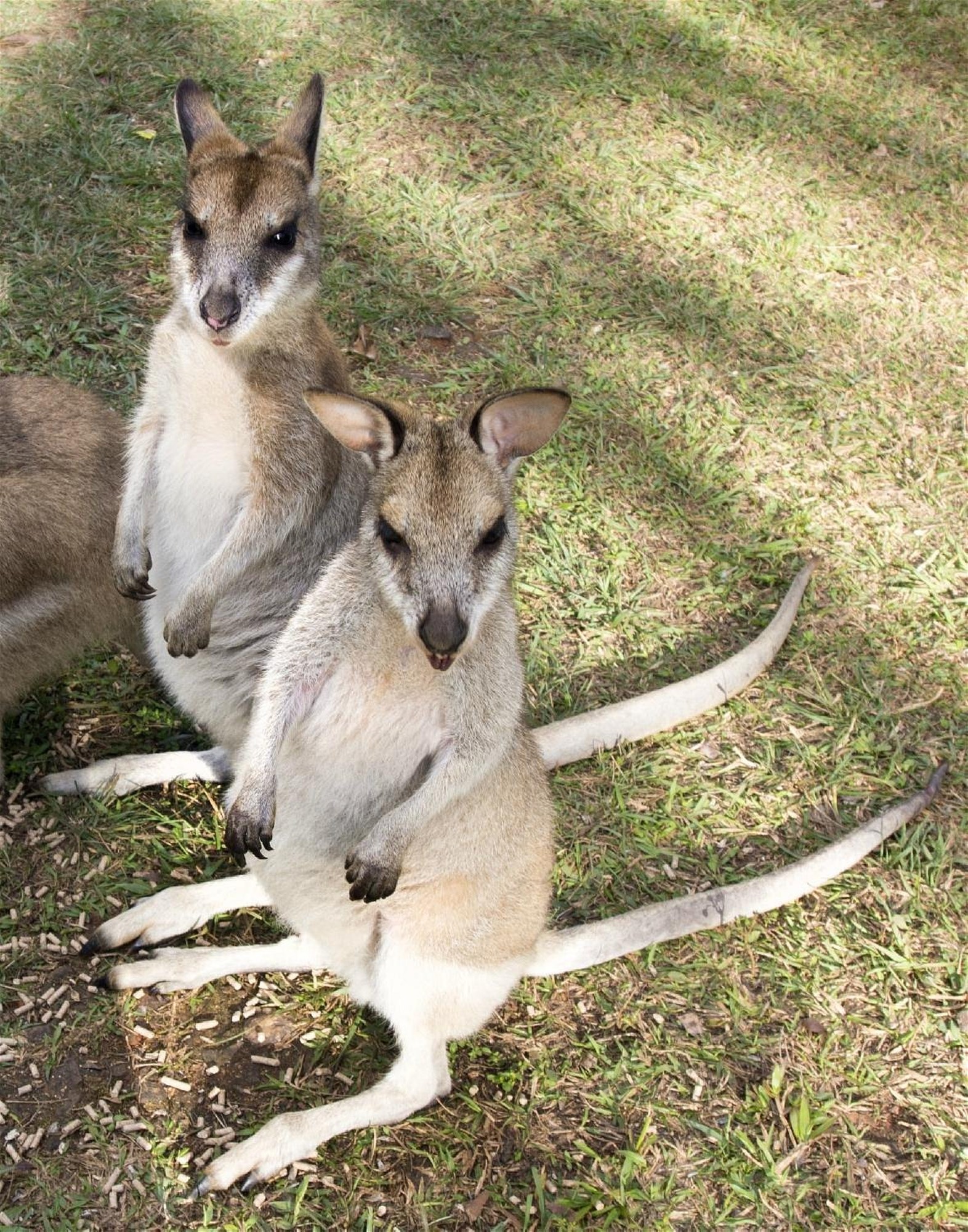 Studio Apartment for rent in 16