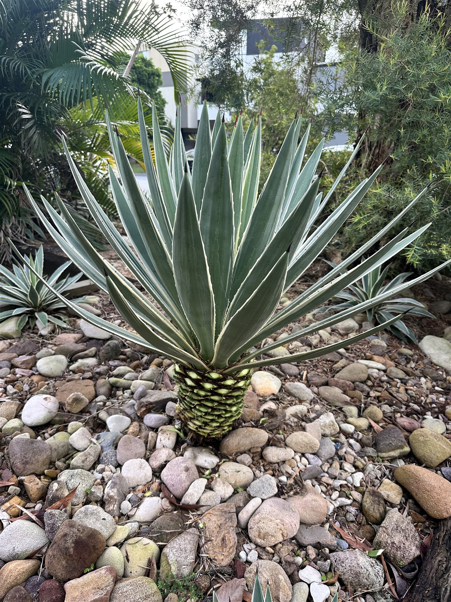 “Stunning Classic 70’s Balmoral Apartment 16