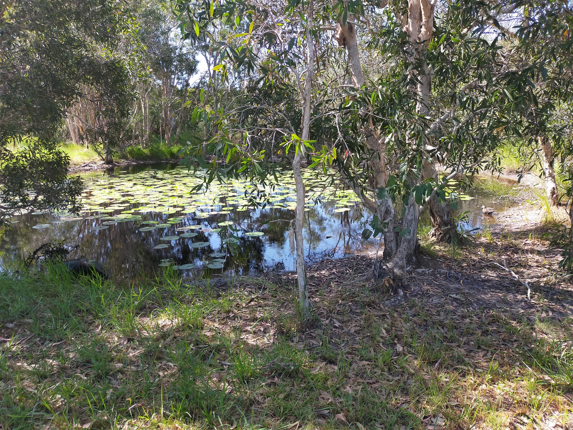 4 acres and Home close 11
