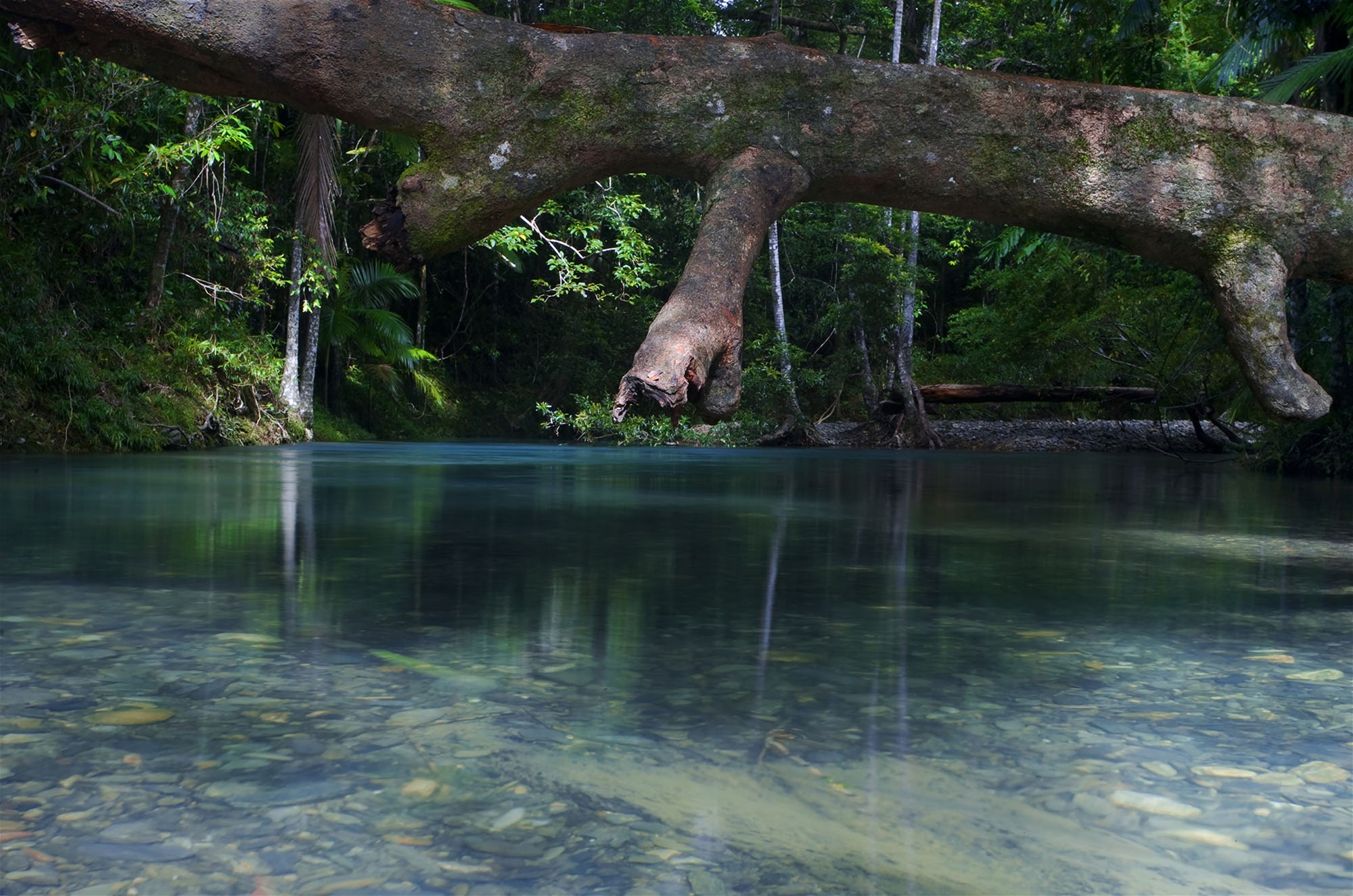 Daintree rainforest retreat 6