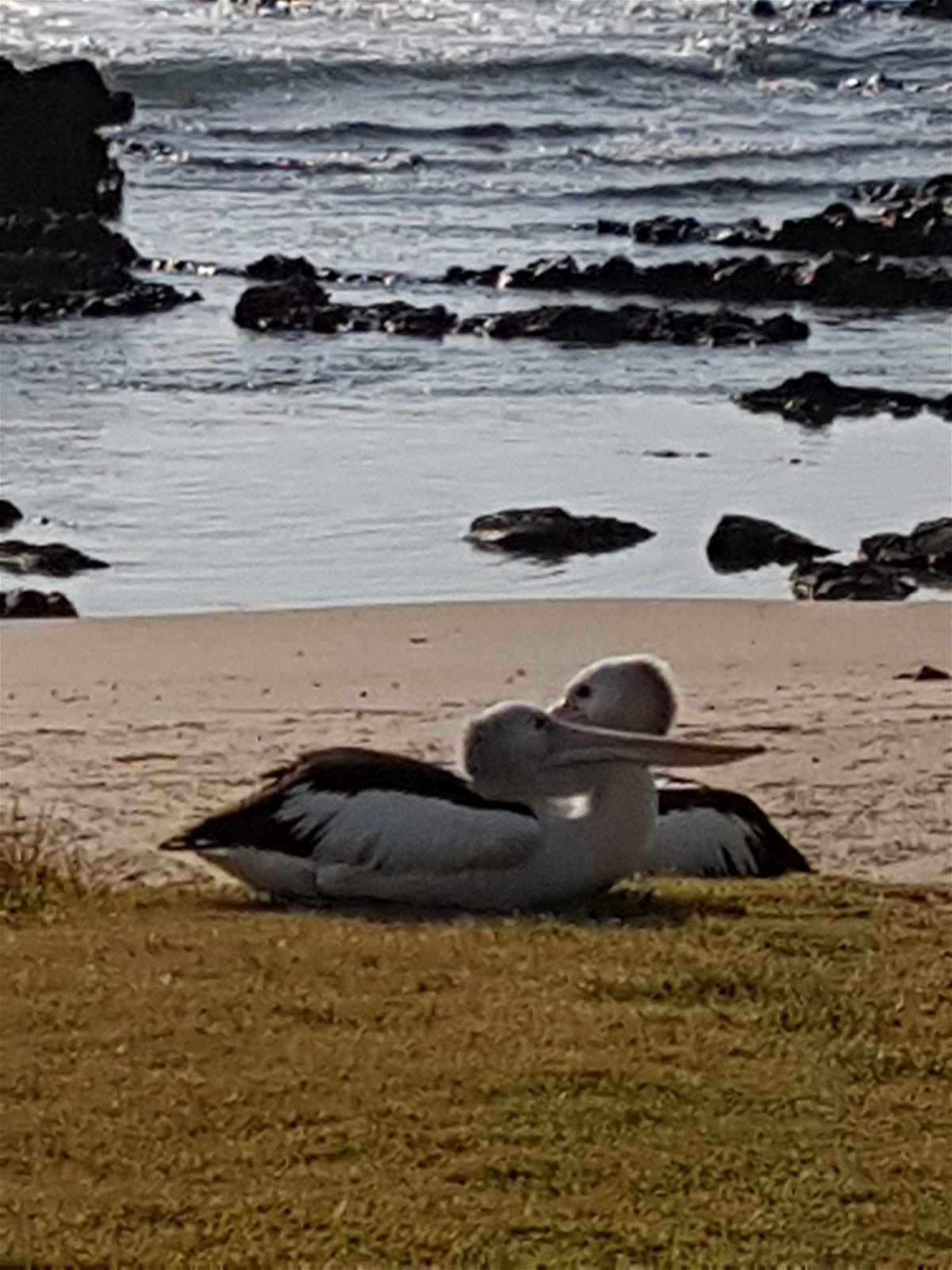 86 Ocean Road – Brooms 23