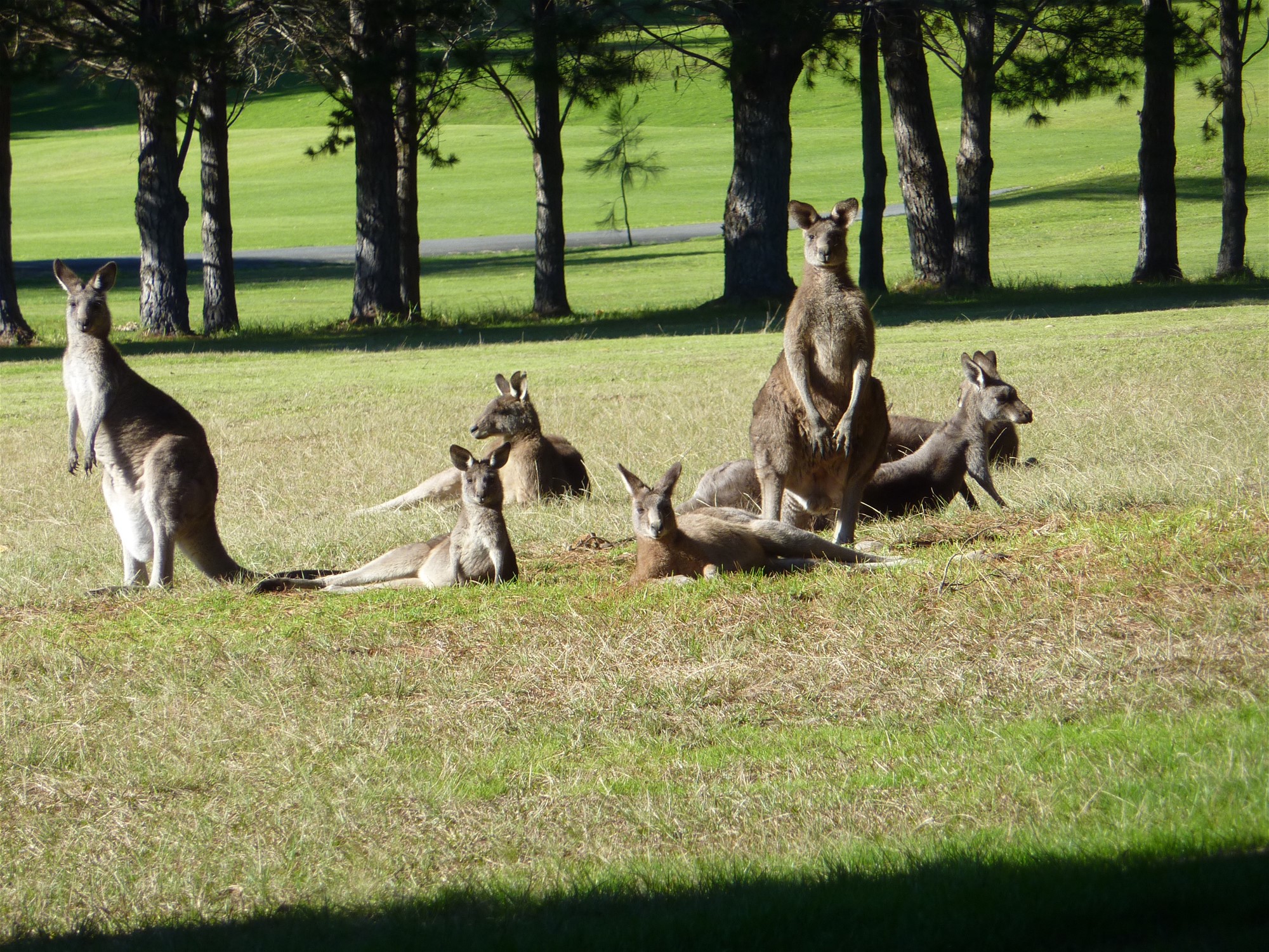 Kangaroo Valley lifestyle, golf course 22