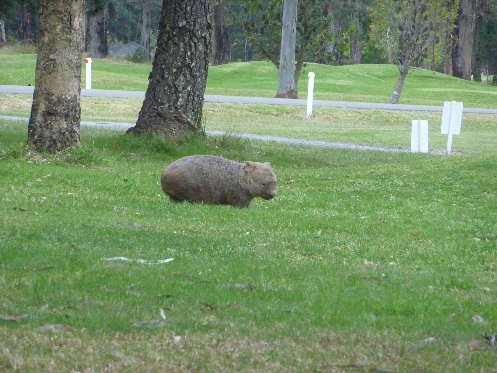 Kangaroo Valley lifestyle, golf course 23