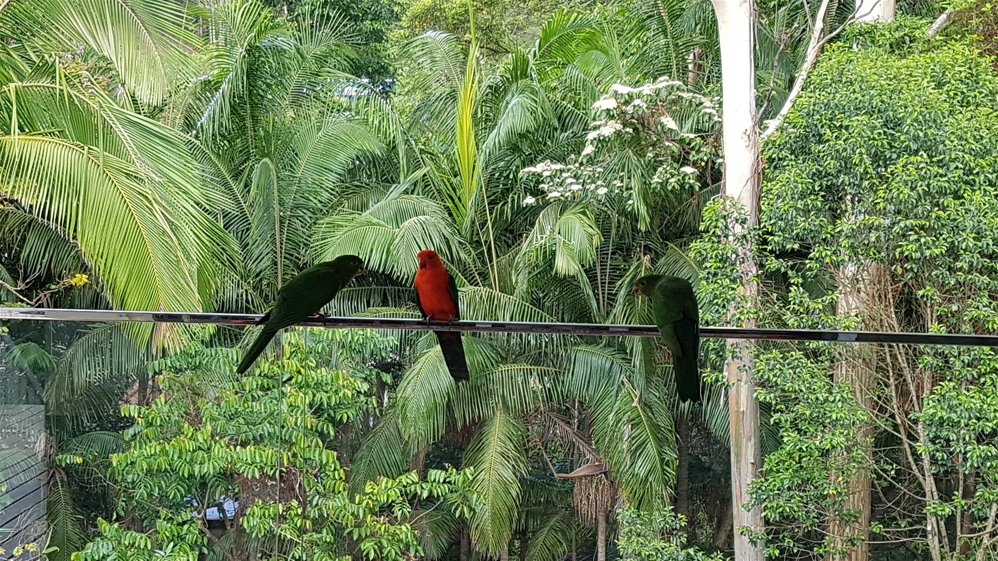 SPACIOUS HOME WITH FREINDLY BIRD 16