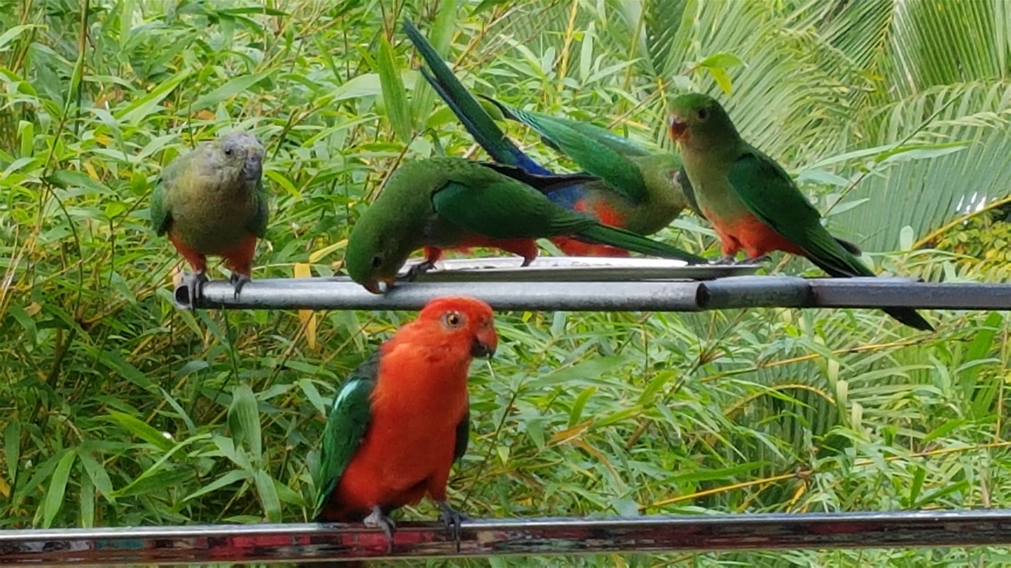 SPACIOUS HOME WITH FREINDLY BIRD 17