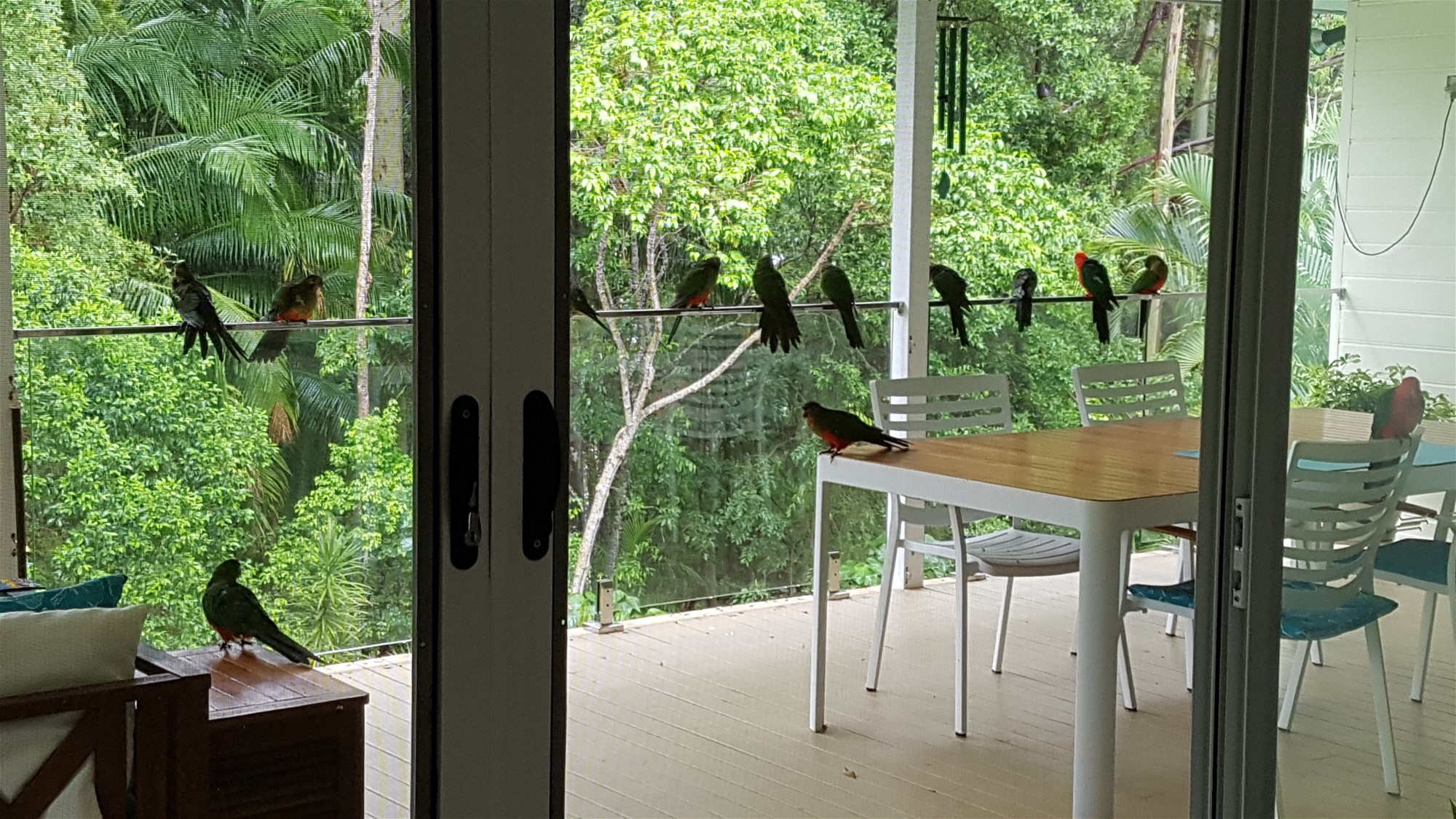 SPACIOUS HOME WITH FREINDLY BIRD 19