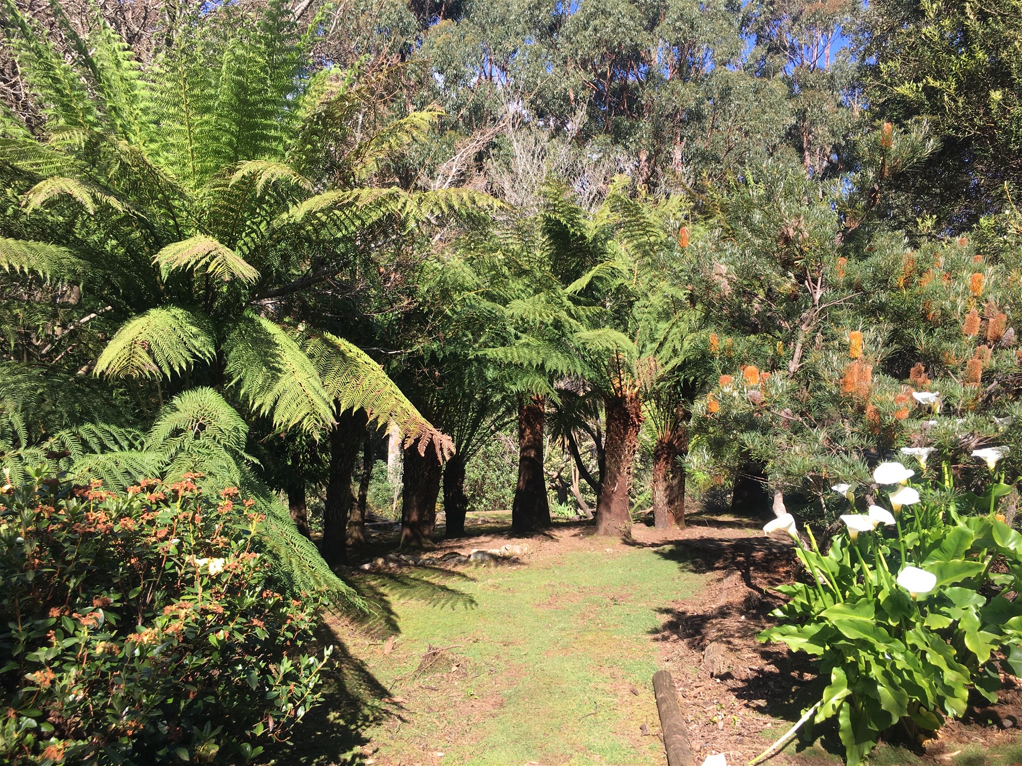 Nature and Native Animal Lovers Only! Private Retreat: Serenity, Peace, Seclusion nestled in Rainforest. Minutes drive to Penguin