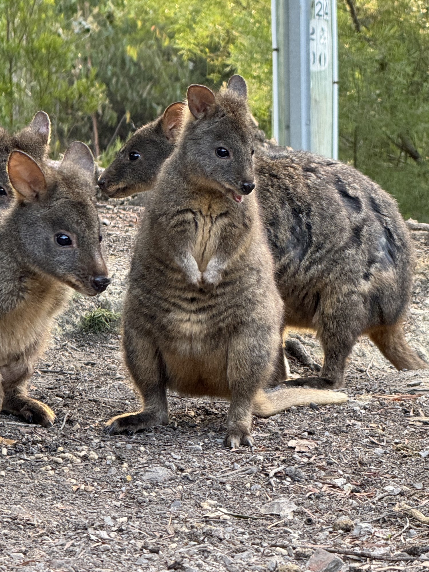 Nature and Native Animal Lovers 25