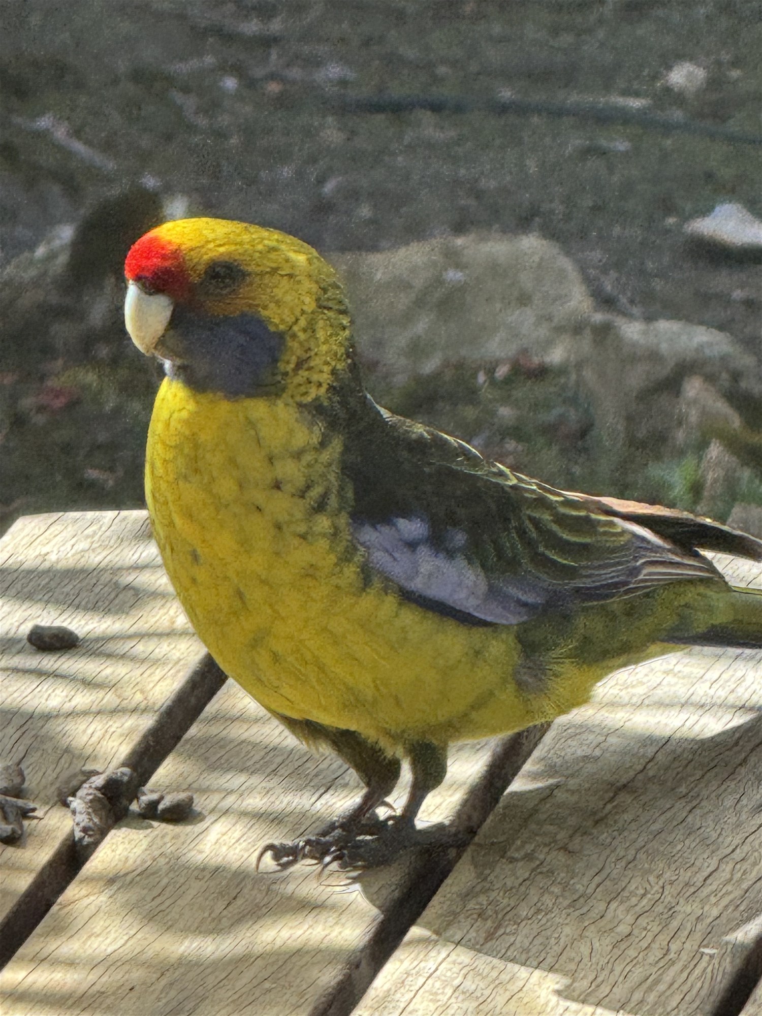 Nature and Native Animal Lovers 28