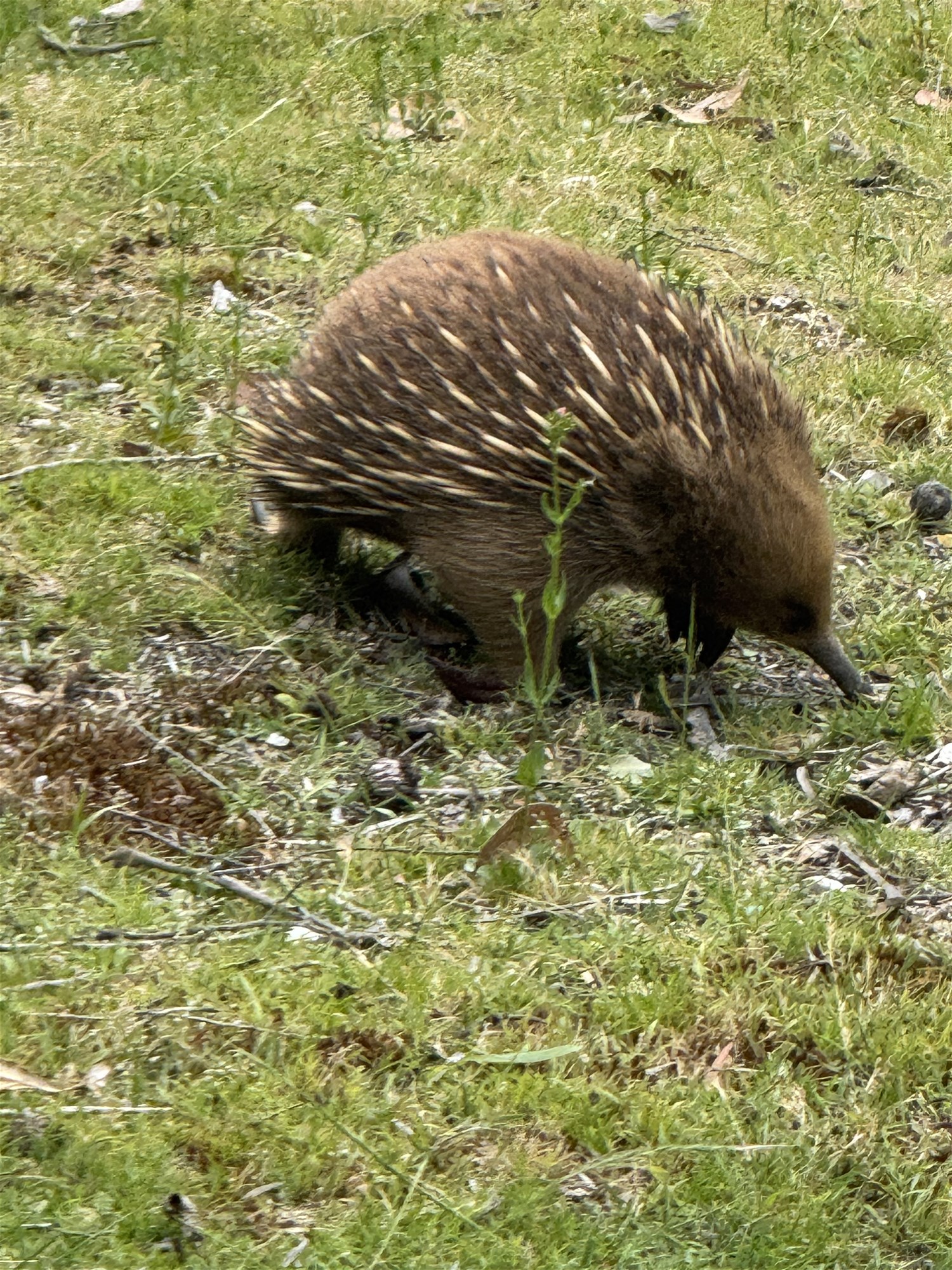 Nature and Native Animal Lovers 30