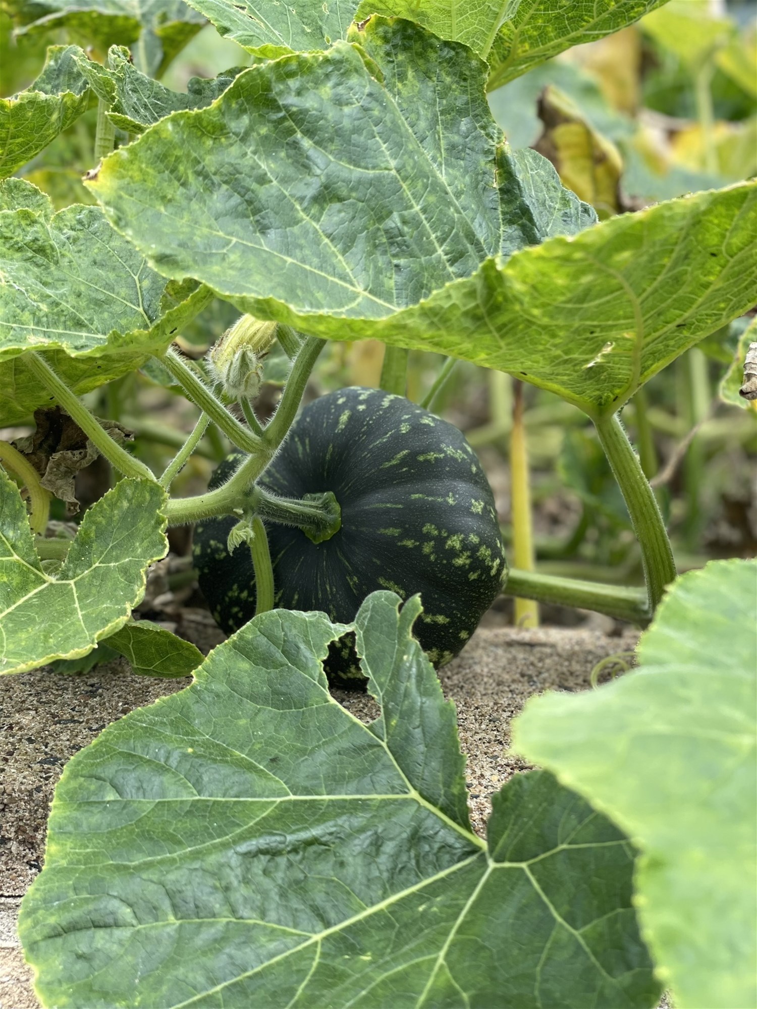 Spacious Family Home with 2-Bed 42