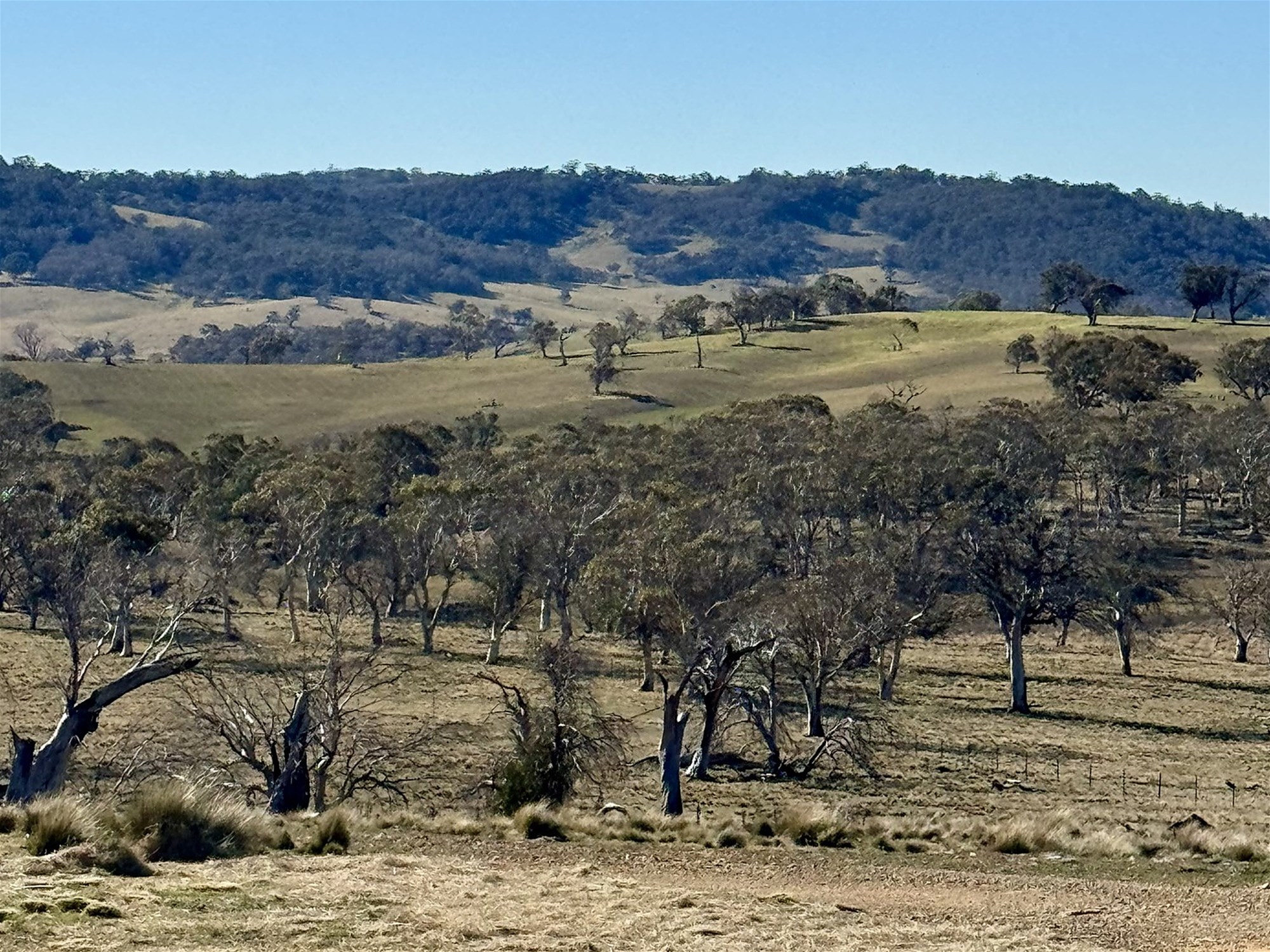 Scarlett’s Corner, photo 16