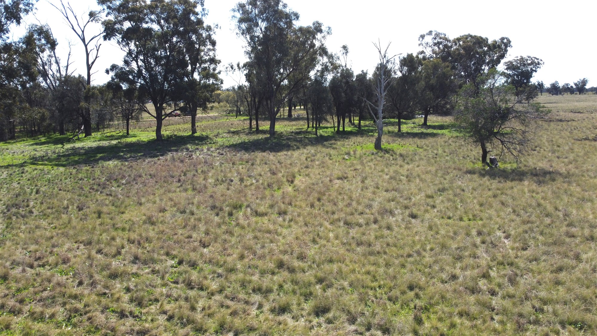 Lot 1 Roseholm Road, Peak Hill For Sale by Farmbuy.com - image 6