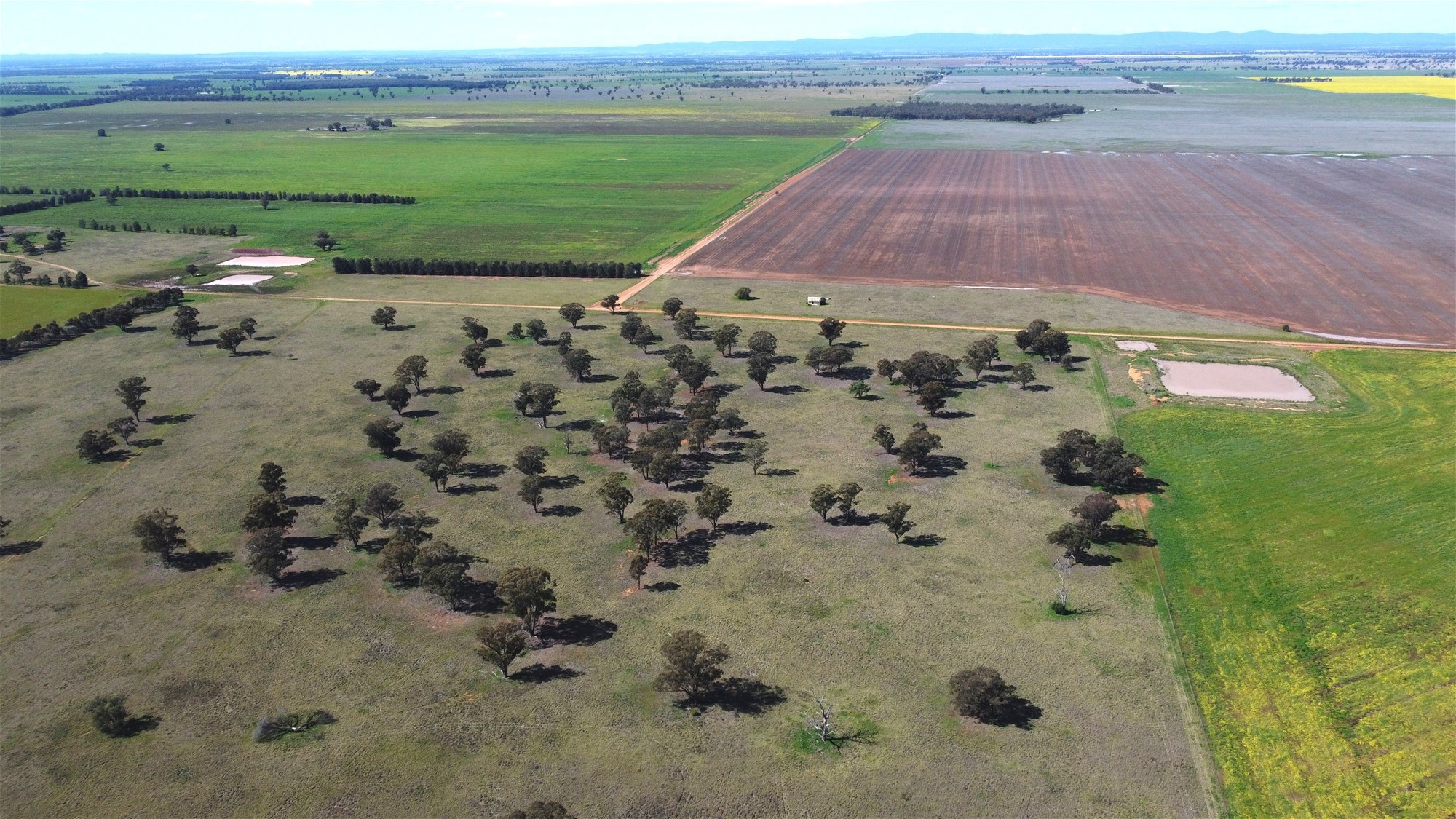 Lot 1 Roseholm Road, Peak Hill For Sale by Farmbuy.com - image 11