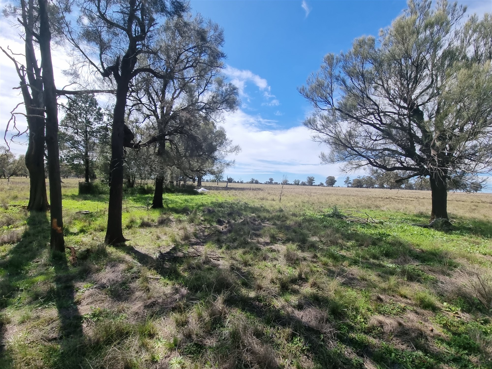 Lot 1 Roseholm Road, Peak Hill For Sale by Farmbuy.com - image 16
