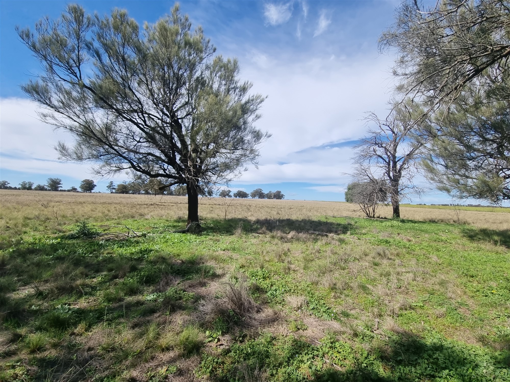 Lot 1 Roseholm Road, Peak Hill For Sale by Farmbuy.com - image 17