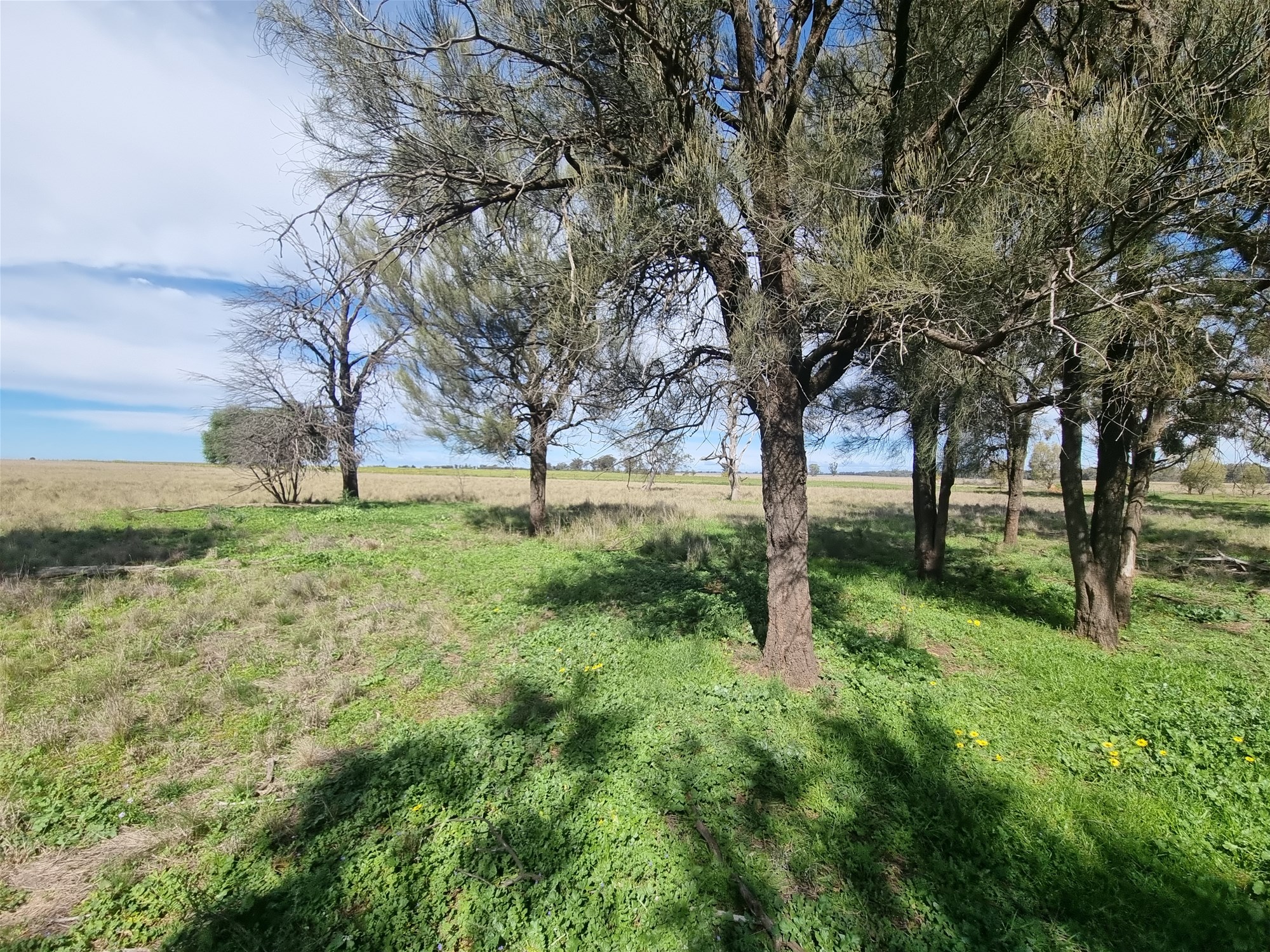 Lot 1 Roseholm Road, Peak Hill For Sale by Farmbuy.com - image 18