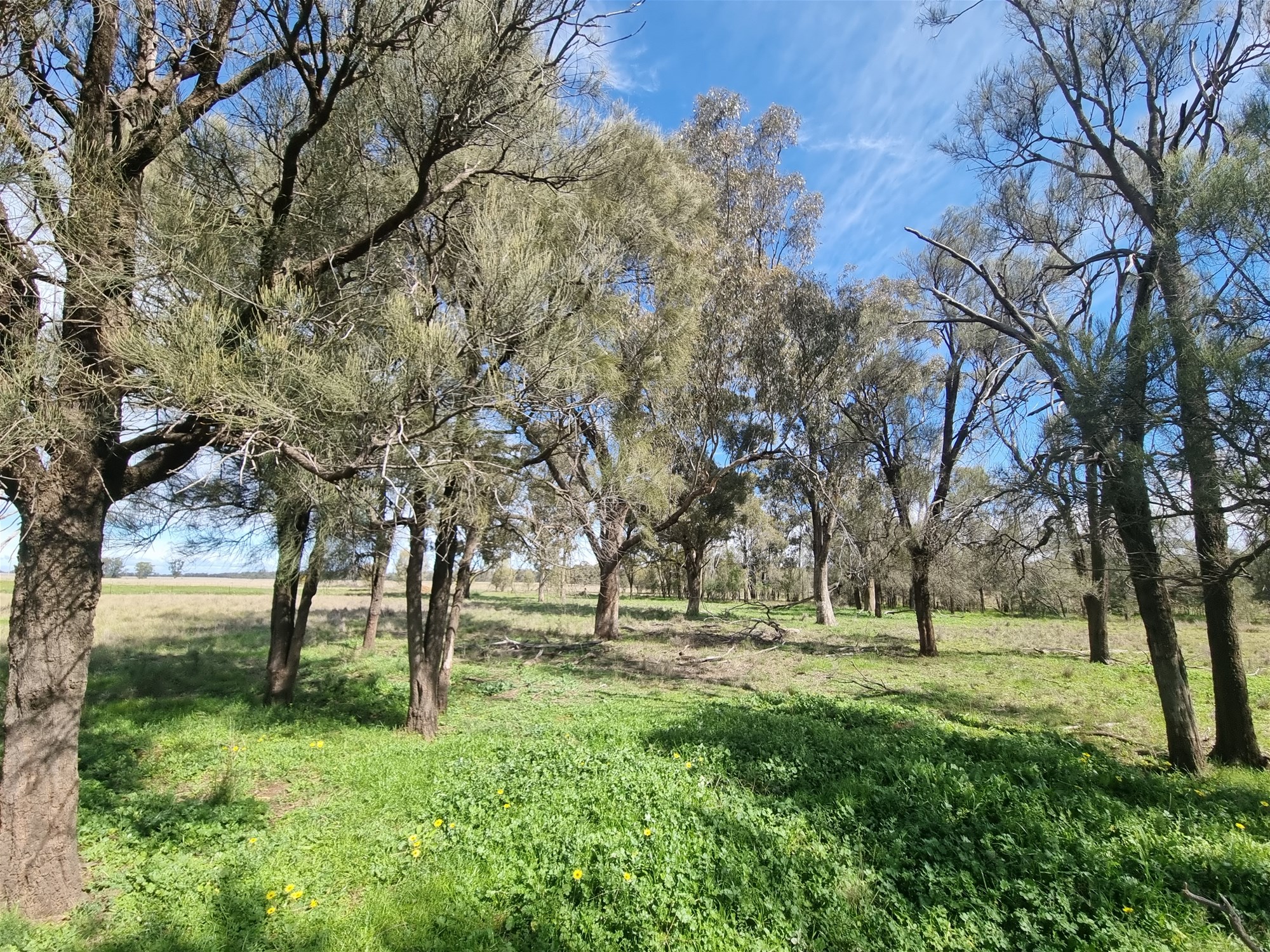 Lot 1 Roseholm Road, Peak Hill For Sale by Farmbuy.com - image 19