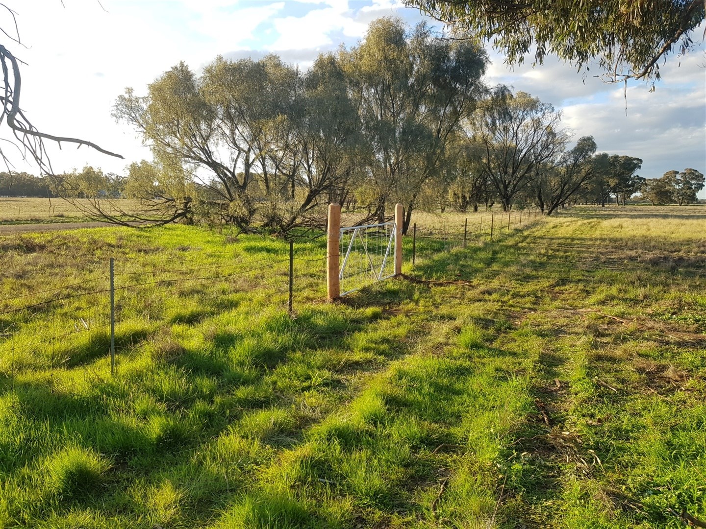 Lot 1 Roseholm Road, Peak Hill For Sale by Farmbuy.com - image 20