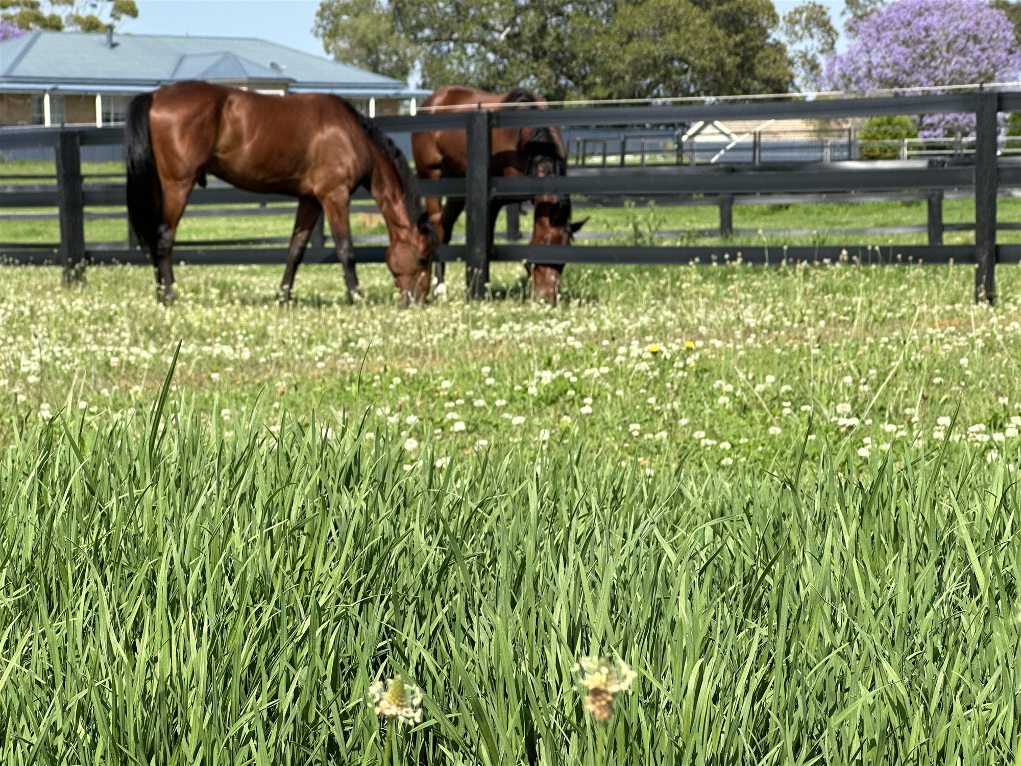 Idyllic Rural Livestock Property Awaits 29