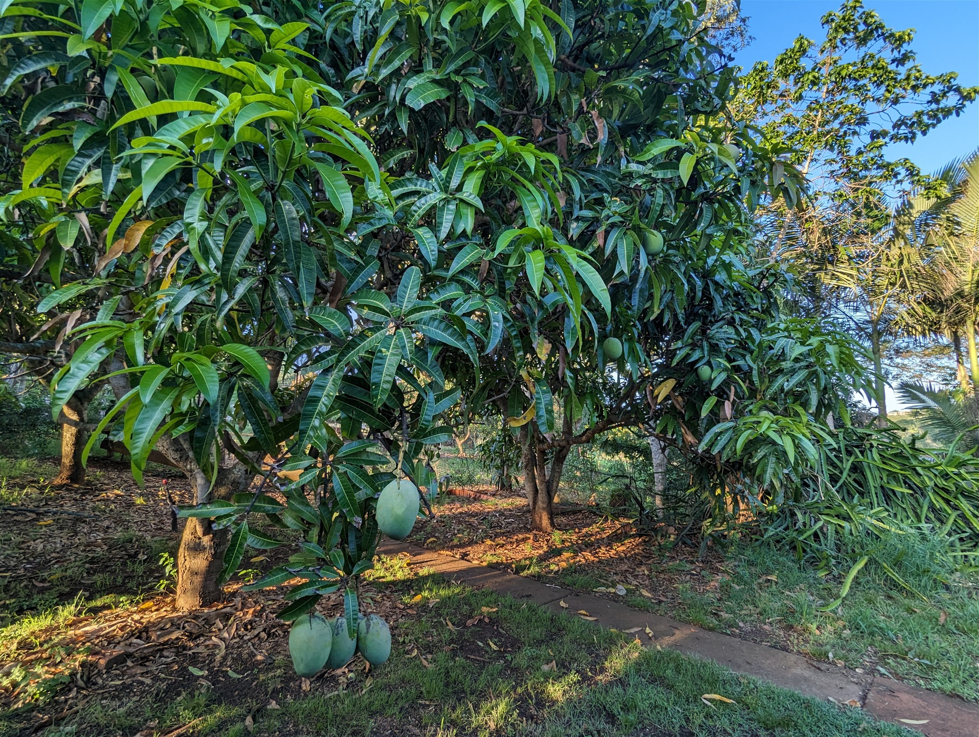 Peaceful, fertile and close amenities! 22
