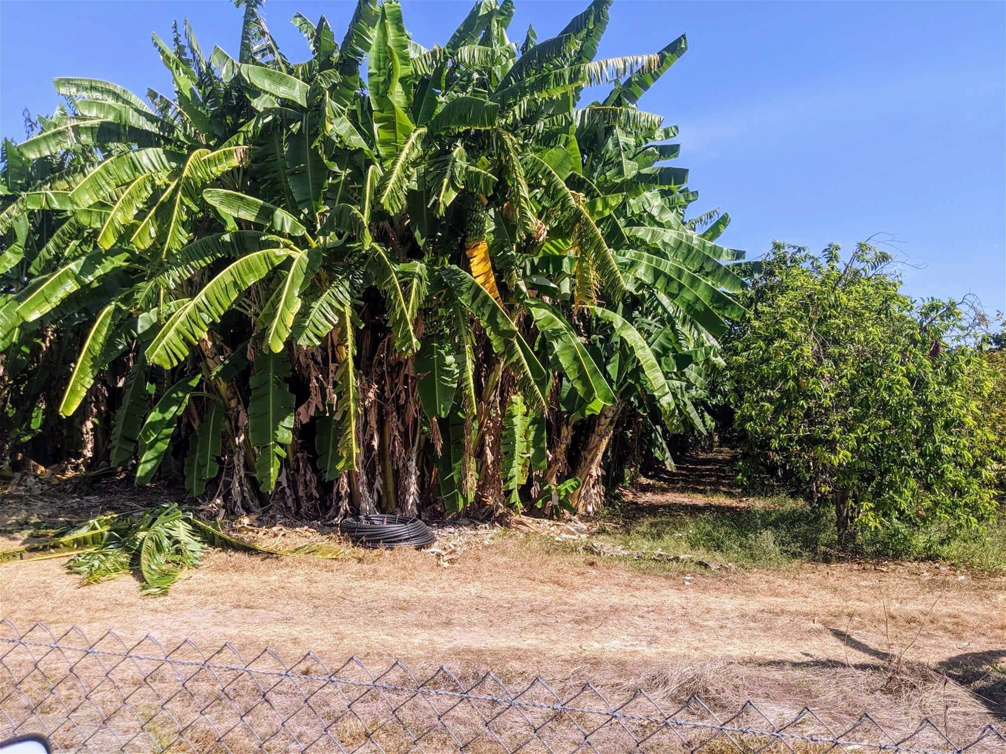 Tropical Haven Investment Opportunity 3