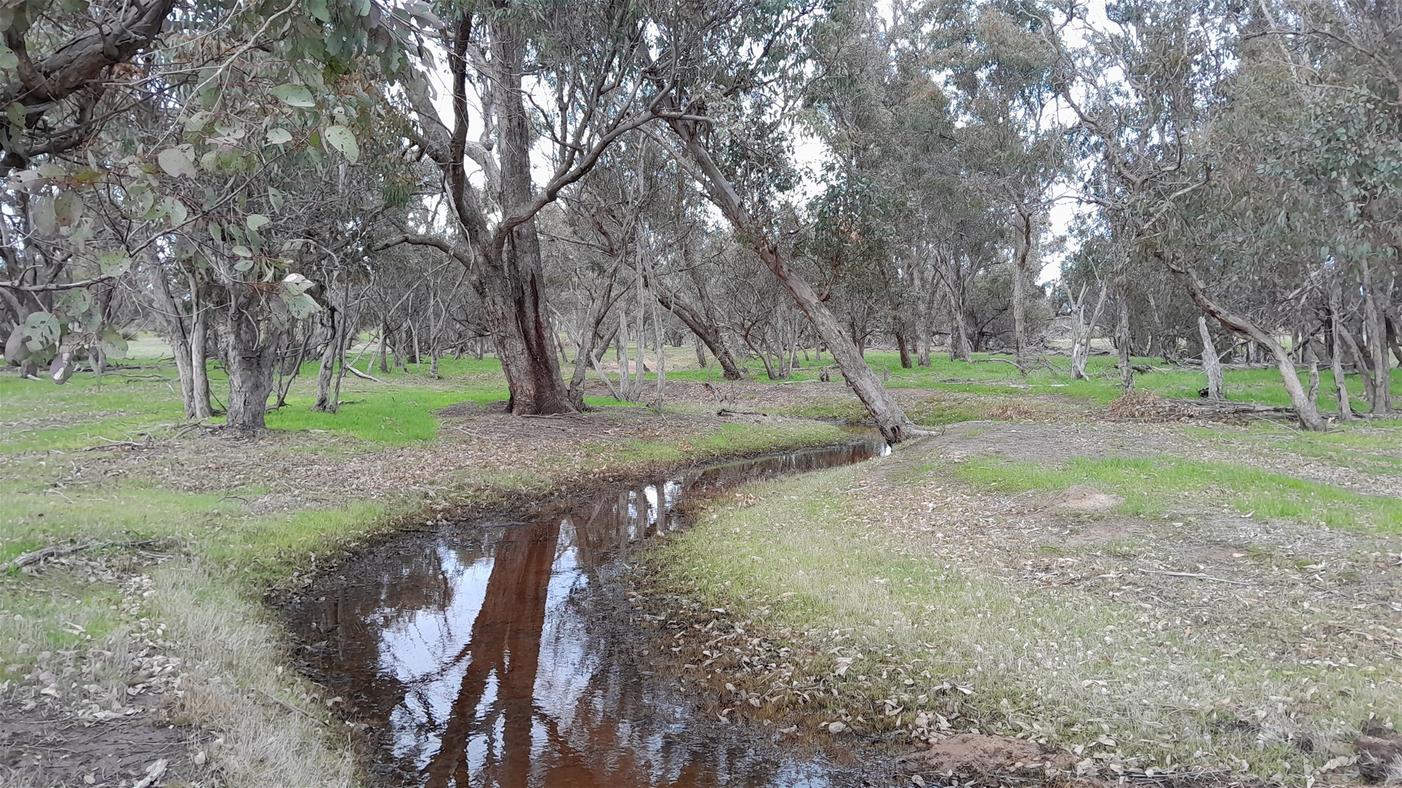 100 Acres Katanning 10