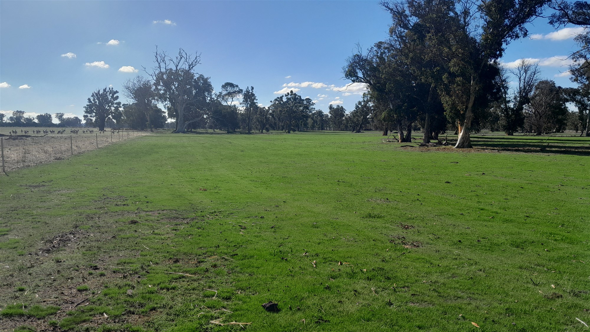 100 Acres Katanning 2