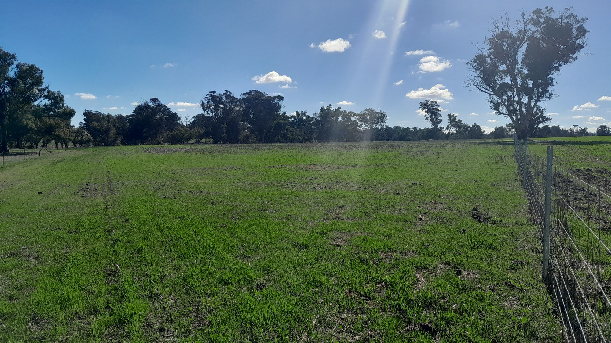 100 Acres Katanning 7