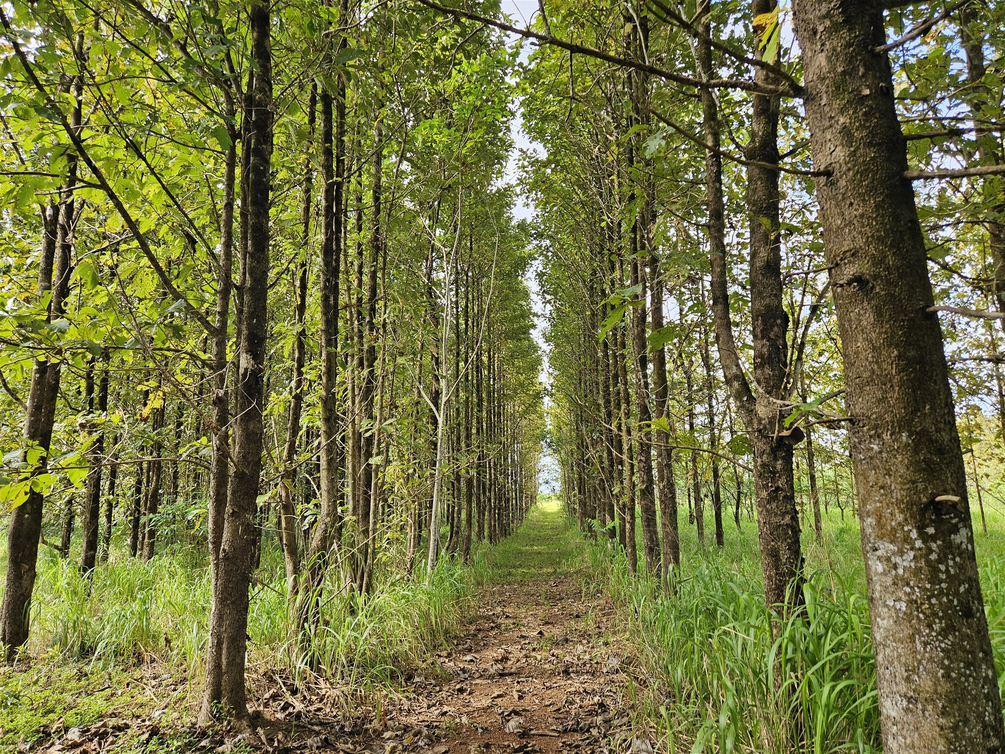 Exceptional Opportunity – Land with Teak Trees, All Season Creek and Natural Rainforest