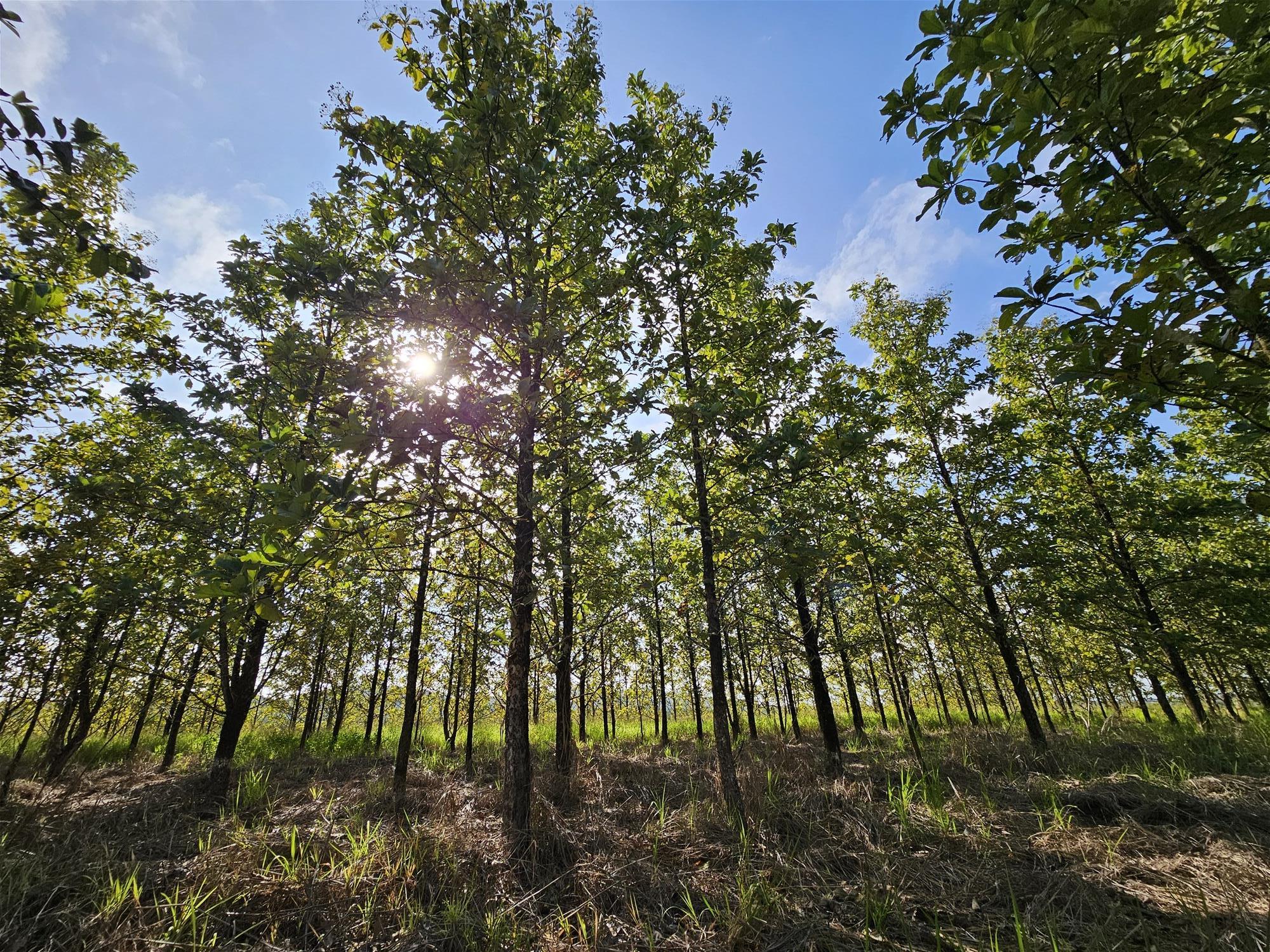Exceptional Opportunity – Land with 3