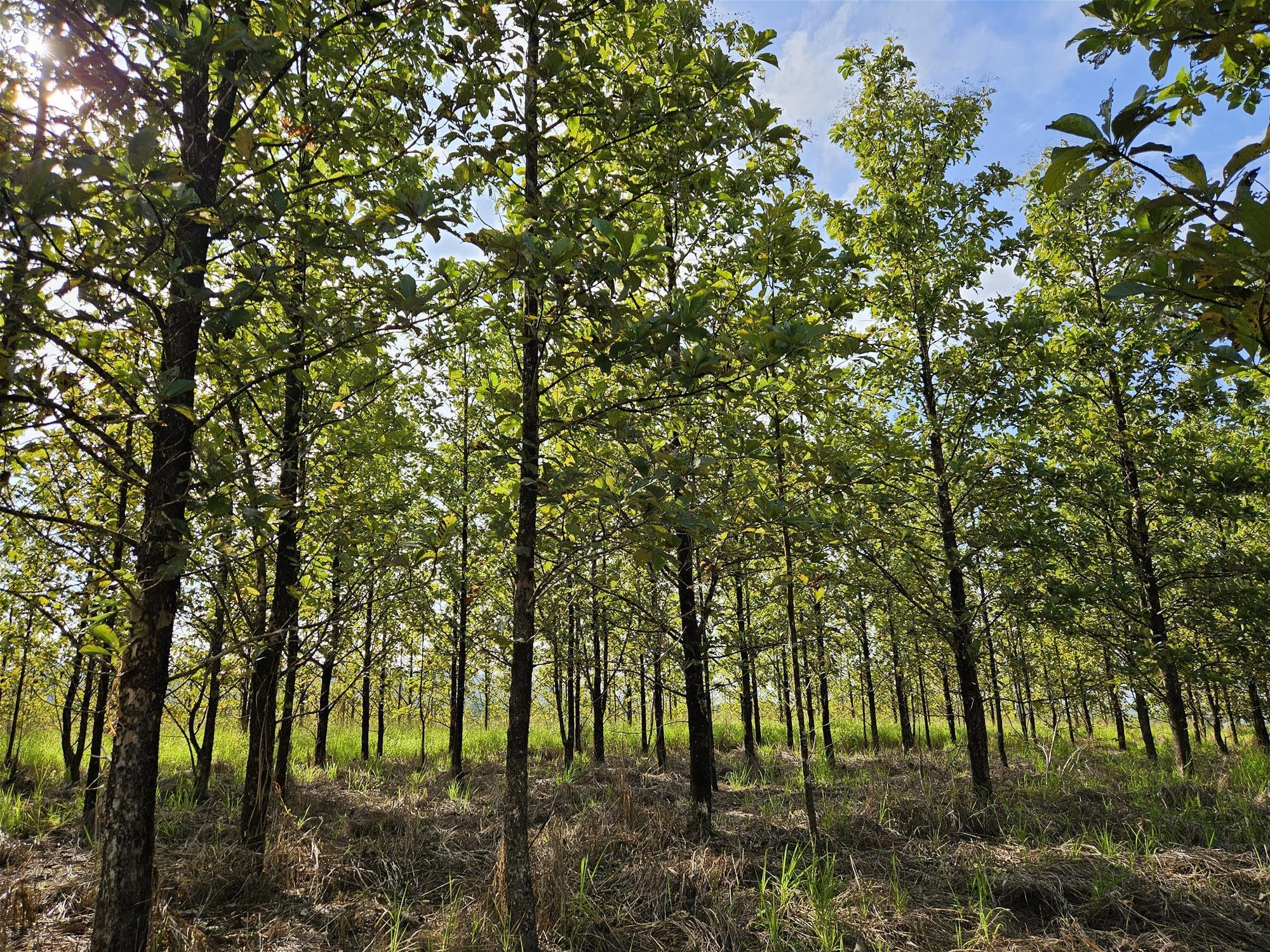 Exceptional Opportunity – Land with 5